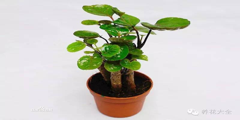 家里种什么植物风水好又旺财旺财旺运保平安