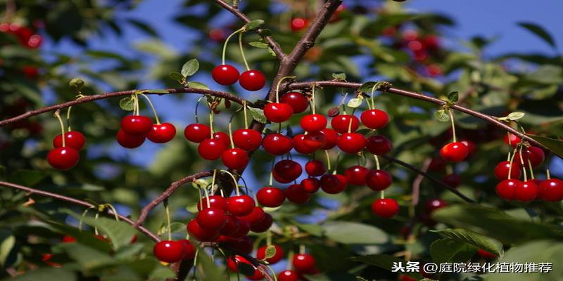 樱桃树庭院种植什么方位庭院种樱花树风水好不好