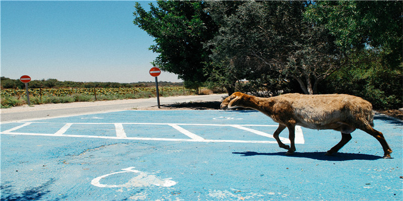 抽签解签 观音灵签免费(山东这个寺庙)