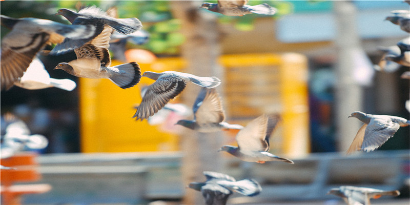 免费婚姻介绍二婚找对象(60岁气质大妈相亲)