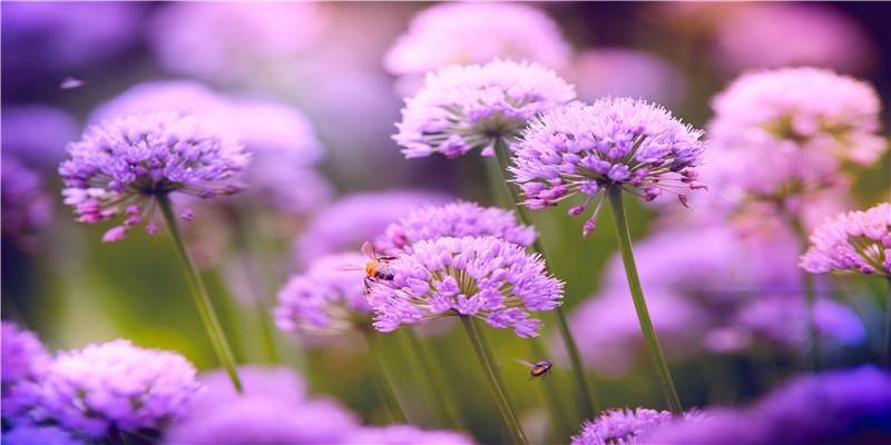 2002年出生年龄表(5位央视虎年春晚主持人)