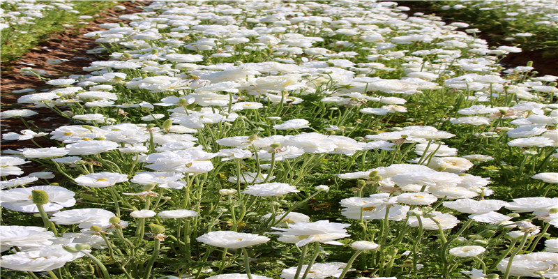 2021年五行查询表(2021年天运五行查询表)