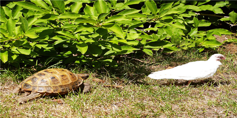 60年一遇的金鼠2020(庚子年60年一遇)