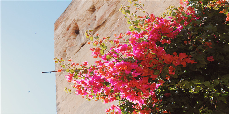 93年的鸡是什么命(“十年鸡头胜砒霜)