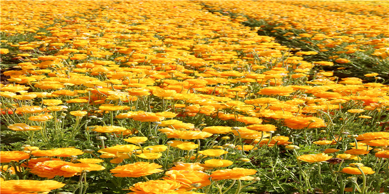 下巴宽的人一生多福禄吗(下巴丰厚的面相)