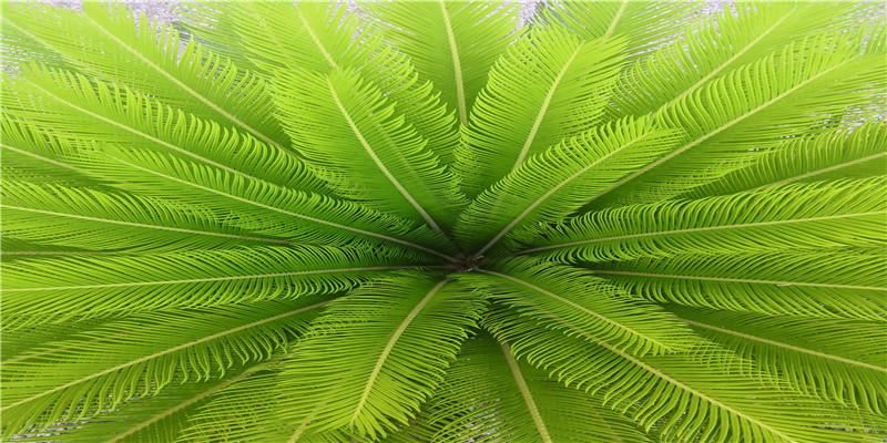 80猴83猪相冲吗(80猴83猪合财)