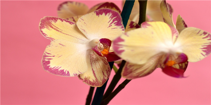 不胖但有双下巴的面相(不胖但是双下巴很严重)