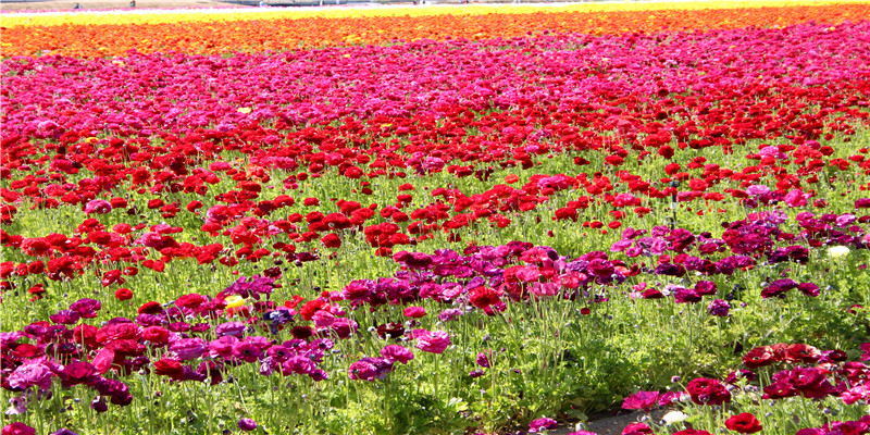 第二次婚姻野兔的锁骨(2021不容错过的10部小甜剧)