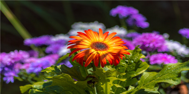 77年出生找属啥的般配(77年属相婚配表)