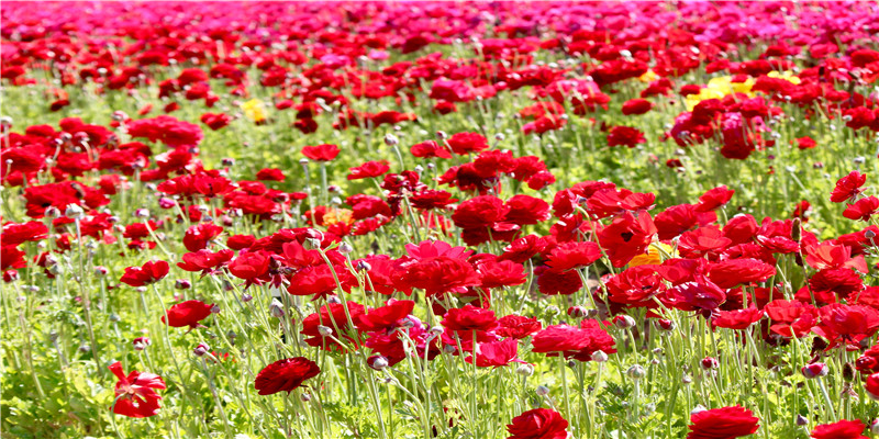 乎的部首是什么(部首相同的四字成语)