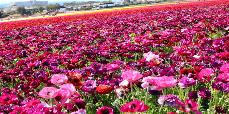 2002年出生适宜配对生肖(2002年生肖表)