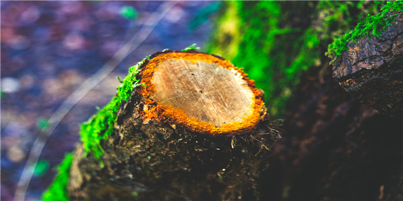 老是梦见猫是什么意思(总梦见猫是怎么回事儿)