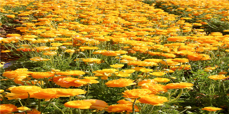 4两女命详细解释(四两四钱女命详细解释)