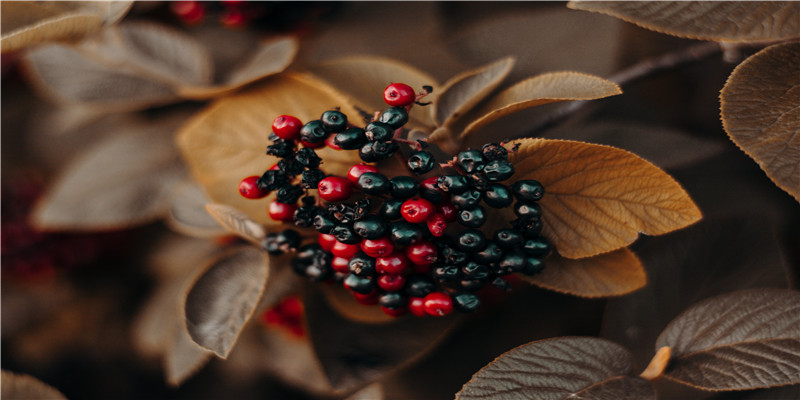 50到60岁老年征婚(77岁老中医相亲)