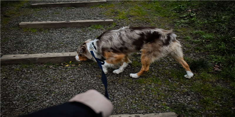 霸气名字大全(三字霸气名字大全)