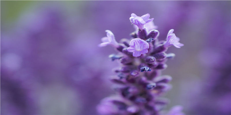 2015年3月出生的人性格好不好(2015年出生的)