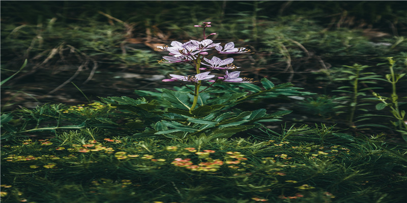 94年的女狗与哪年的婚配合适(2019猪年十二生肖女桃花运排行榜)
