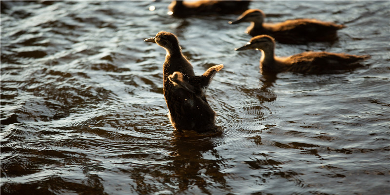 84女鼠2020运势(2022年运势每月运势)_重复