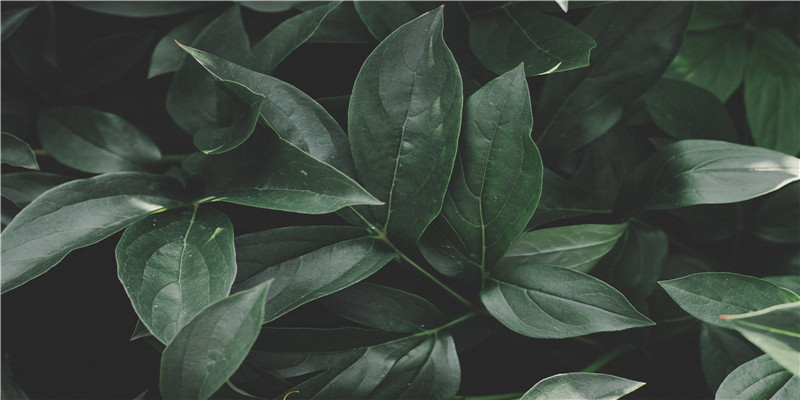 梦到别人怀孕大肚子(梦到别人怀孕大肚子生孩子是什么意思)