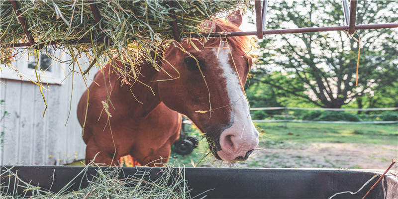地支相害的后果(地支相害如何化解)