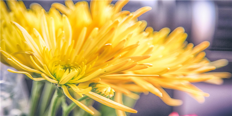 两只手都是断掌的男孩(左断掌右断掌)