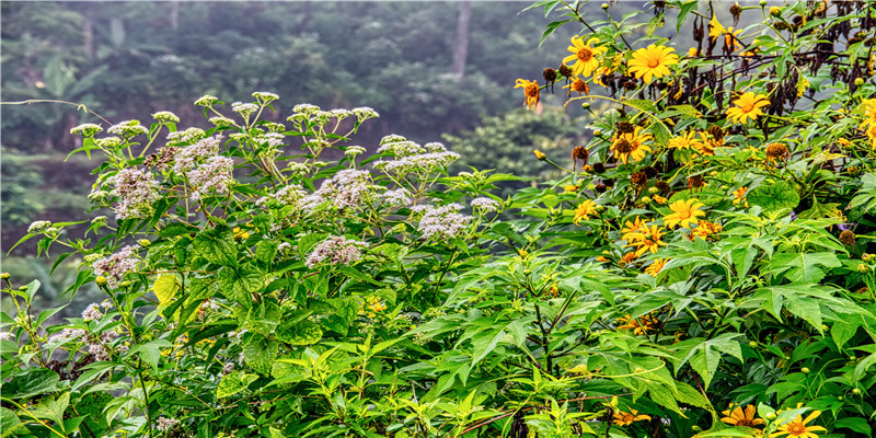 丁姓起源和来历(姓丁的是什么少数民族)