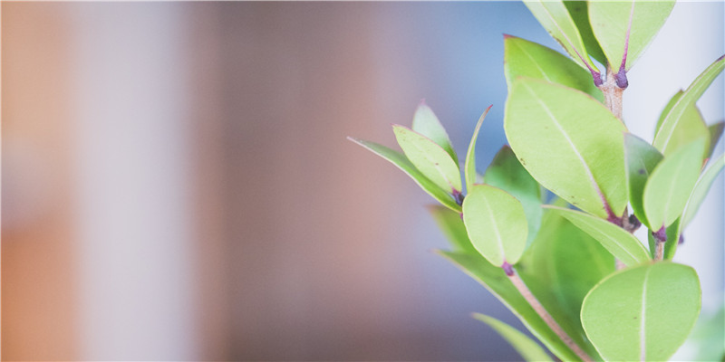71年属猪女人的运气(属猪的是什么命)_重复