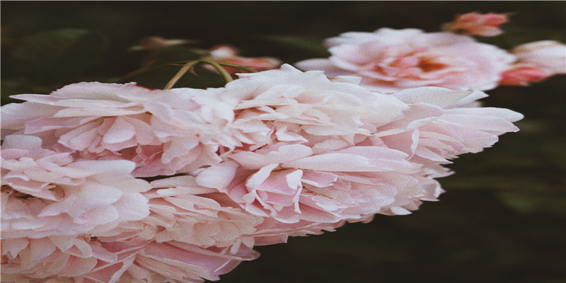 彪字起名的寓意(笔画代表的五行)