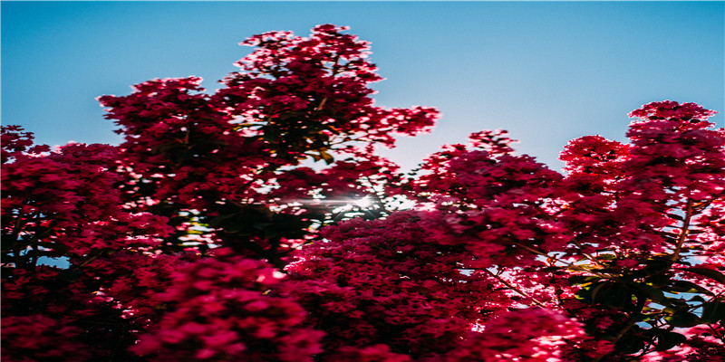 87年男兔88年女龙姻缘(骁龙888 安兔兔)