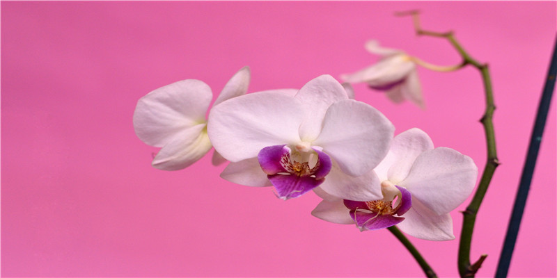 儿女有出息的女人手相(手相是断掌)