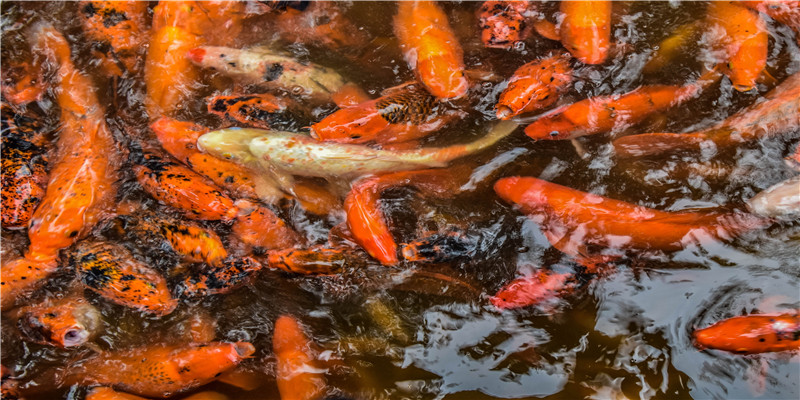 2022年犯太岁的4大生肖(十二生肖2022年运势)_重复