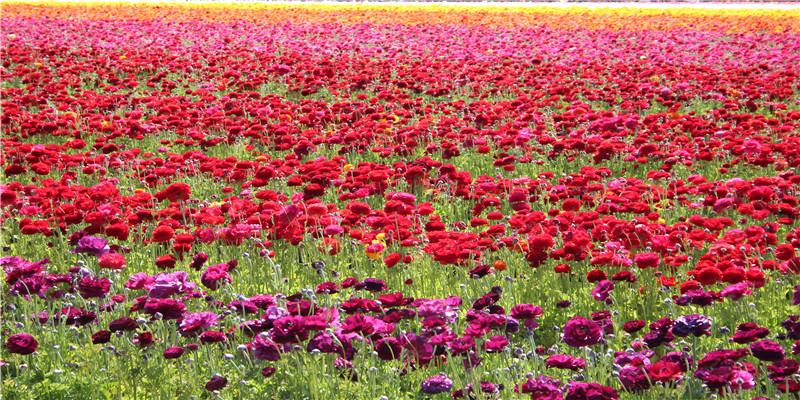 88年龙男龙女配婚姻好不好(顺义大剧院锦秋顺艺演出季重磅启幕)