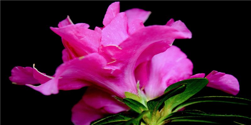 两个手的生命线都很短(女人“此处”越小)