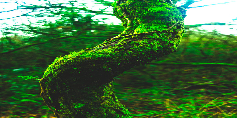 92年猴女最宜婚配对象(92是什么命最佳婚配)