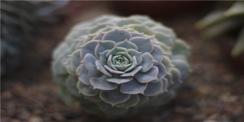 本命卦怎么算(你的命卦是什么)