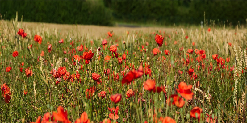 2021年买车提车吉日良辰(2021年春节好日子)