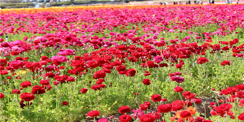 2021万年历黄道吉日一览表(教师资格2021年考试时间)