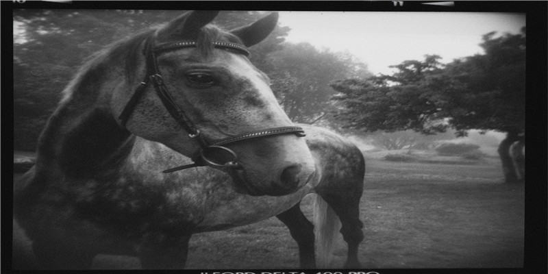 96年是火鼠还是水命(唐朝境内的波斯人及其活动)