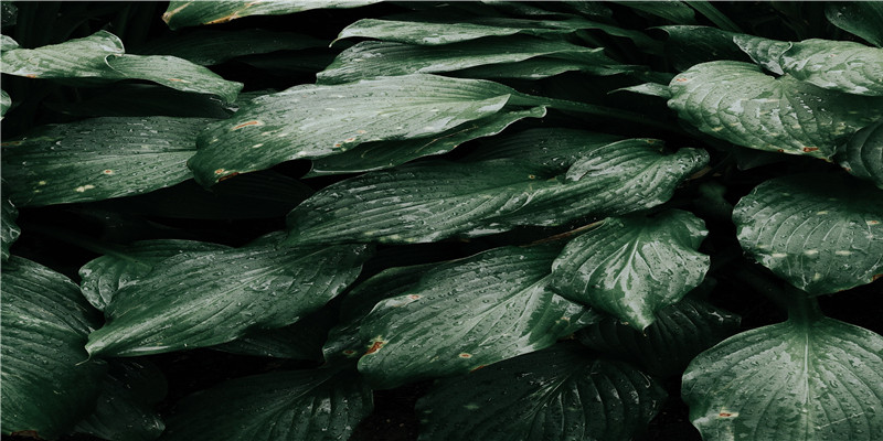 解析八字神煞华盖(神煞有华盖)