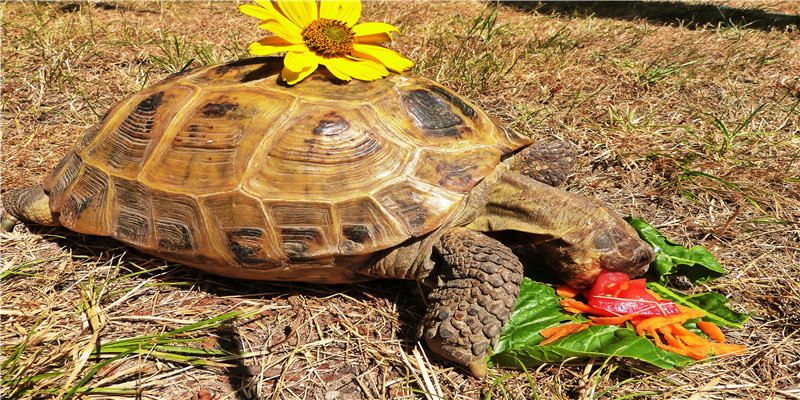 74属虎一生的幸运数字(1974属虎的运势)