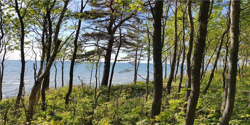 2011年6月21日是什么命(从猪周期历史规律看本轮猪价走势)