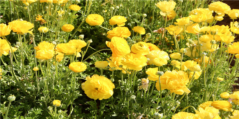 87年兔男和94年狗女(87跟93生肖相配吗)