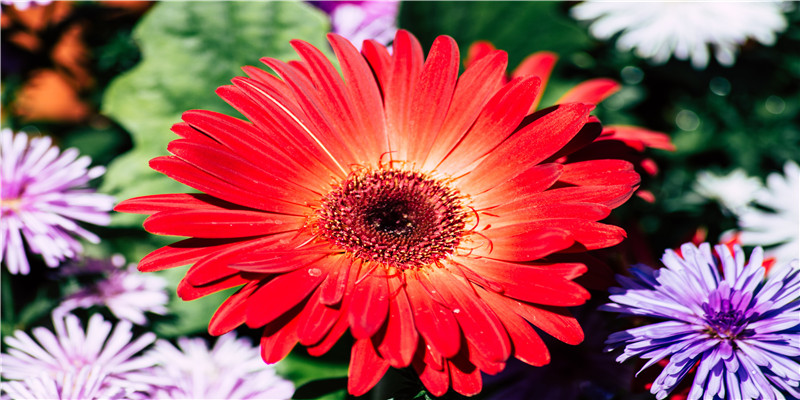 76年龙2020年运气如何(76年什么龙)_重复