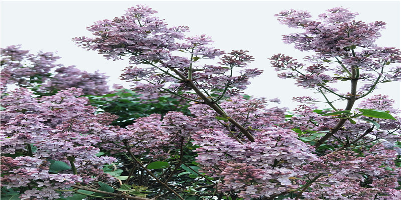 91年羊男和96年鼠女婚配如何(96女和91男配吗)