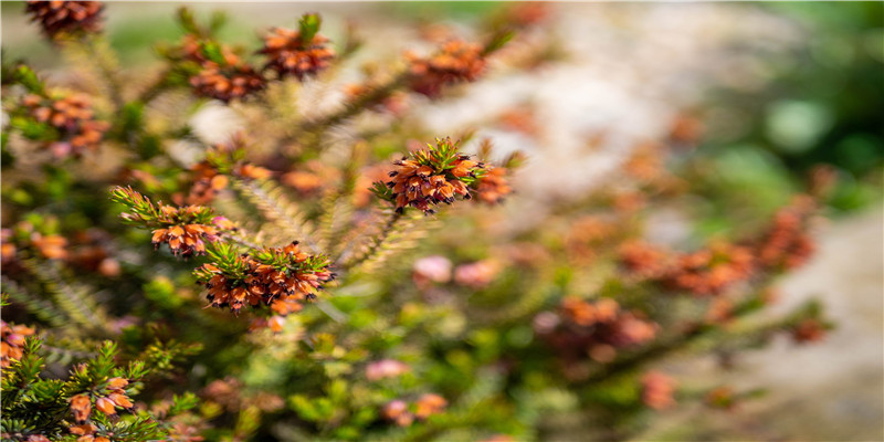 2022虎年结婚好吗(2022壬寅虎年好不好)