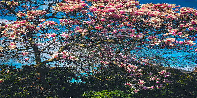 2022年1月19日出生的女孩起名(2019怎么读)