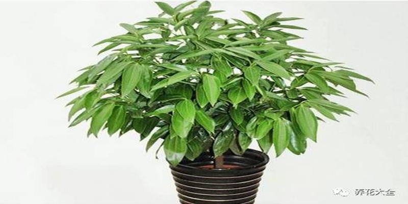 卧室放什么植物最旺财又健康十种旺财又旺宅的植物