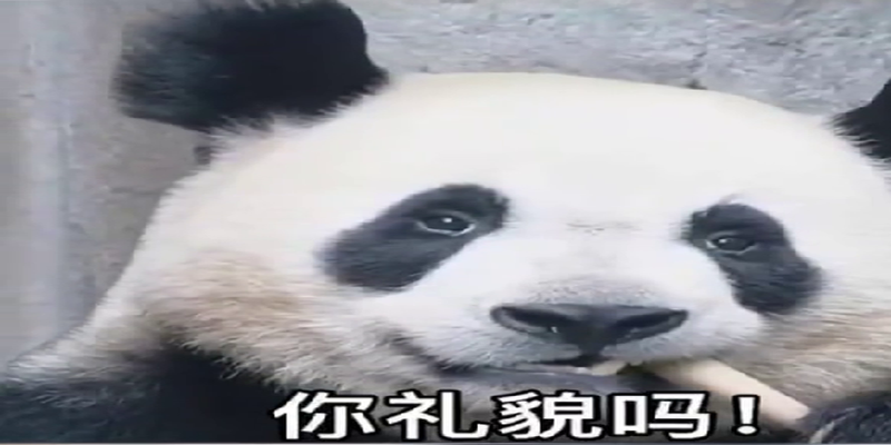 大熊猫长相潦草走红