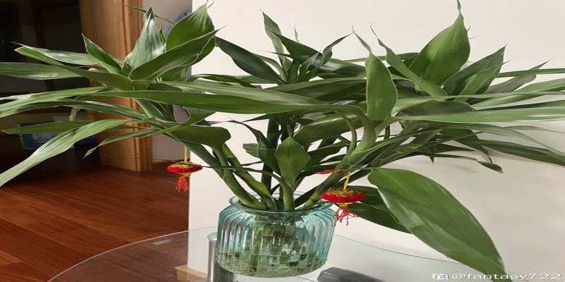 招财寓意植物大盘点,15种花养家里,有吉祥好兆头