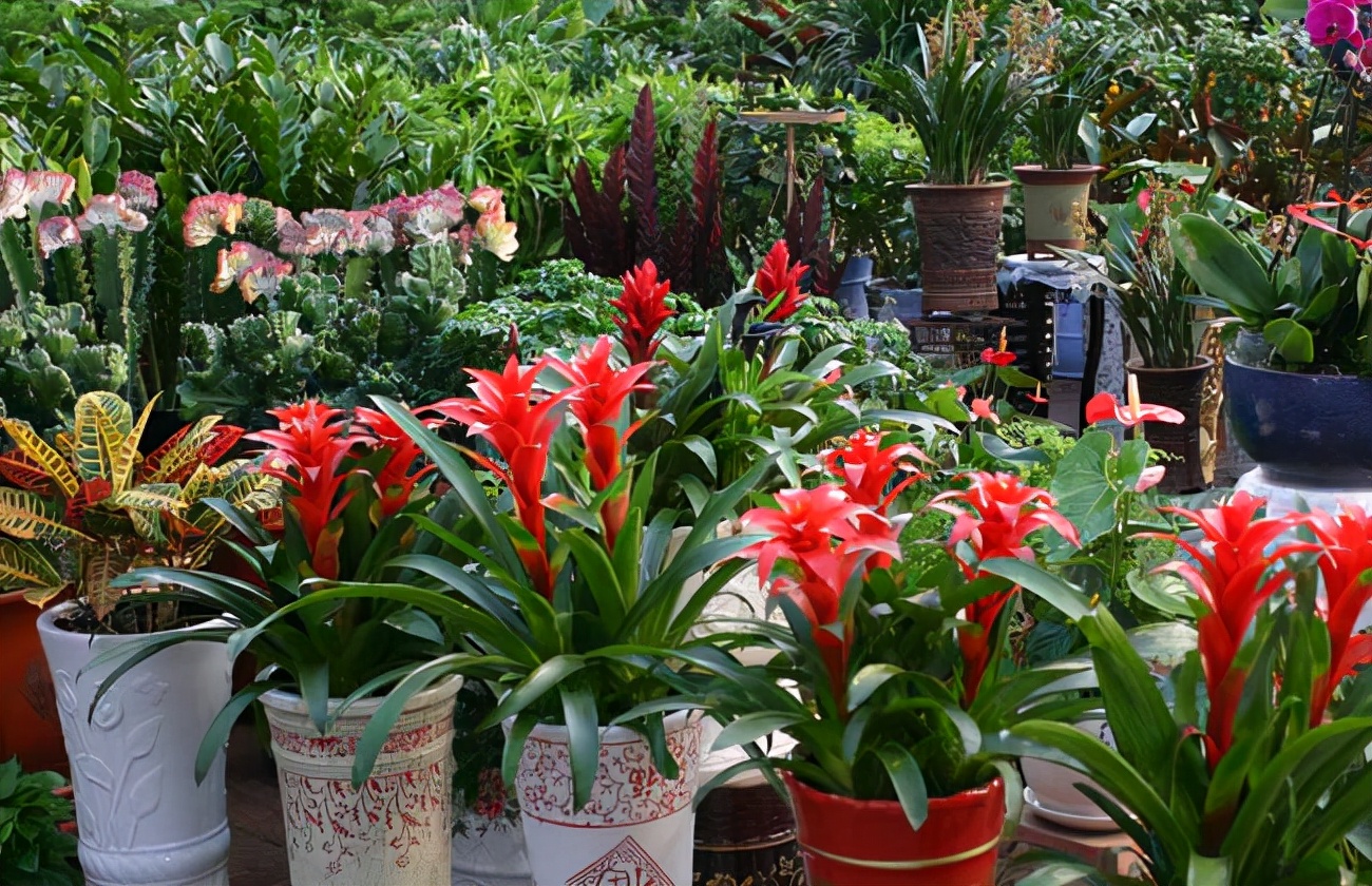 客厅最旺财的植物这五种花一个比一个旺财